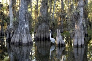 Parc des Everglades